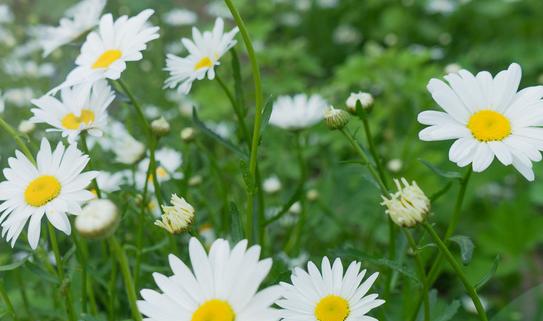 中国花卉交易市场行业市场发展前景预测2023