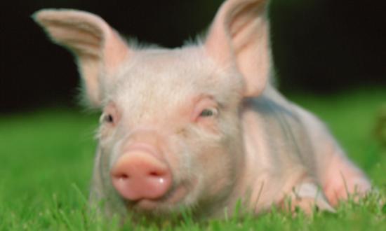 肉制品加工需求情况 2023肉制品加工行业发展分析与前景