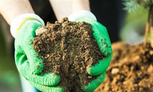 植物生长调节剂市场需求如何 未来植物生长调节剂行业市场还有前景吗