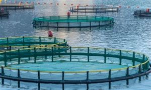 锦鲤爆火 涨价三成仍供不应求 全国采购商来抢购 有机水产养殖业市场现状分析