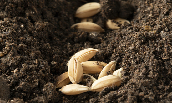 水稻智能育种迈入4.0阶段 水稻种子行业市场发展前瞻