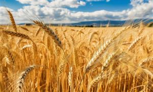 2023小麦市场发展现状分析 小麦行业竞争格局分析