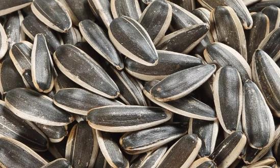 瓜子行业市场运行现状及投资分析