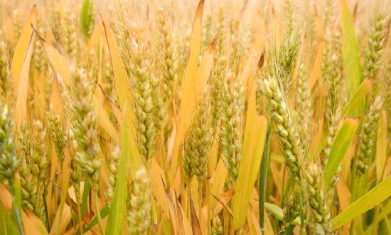 小麦淀粉行业市场如何?国内小麦淀粉行业市场深度分析