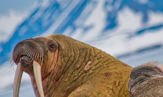中国特色旅游行业发展趋势 中国特色旅游行业投资前景展望