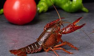 这款夏日限定美味 涨价了 每公斤55元 市场还会接着涨吗 小龙虾产业发展及小龙虾养殖产量分析