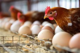 白羽肉鸡行业景气度上行 白羽肉鸡国产品种产业化研究