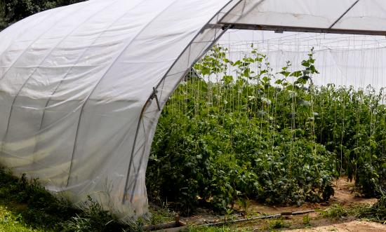 我国是农用塑料薄膜生产和使用最多的国家 中国塑料薄膜市场规模分析