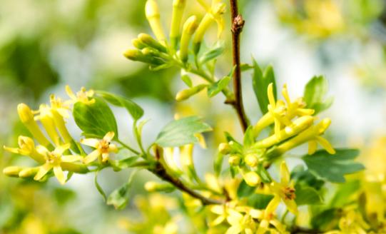 2023中国连翘行业发展现状分析：预计市场规模将达到6.5亿元