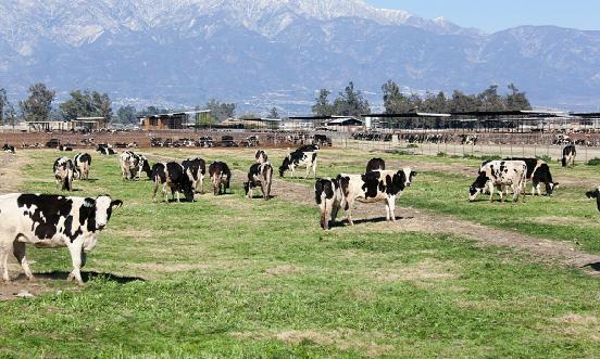 牧业饲草行业分析报告：我国优质饲草缺口超4000万吨 “十四五”时期全国饲草产业发展规划