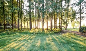 苗木行业调研 优质精品苗、高档苗木成为市场需求的主流