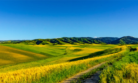 都市休闲农业行业市场分析及未来投资战略