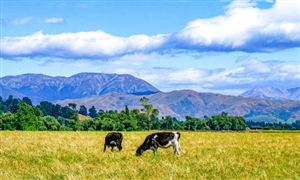 2023年中国畜牧业总产值将达到10.8万亿元 中国畜牧业市场发展现状分析2023