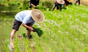 三部门 三大粮食作物保险实施范围扩大至全国所有产粮大县 农业保险行业竞争格局