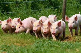 生猪养殖利润连续7个月亏损 年底生猪养殖成本降至14元/kg以下