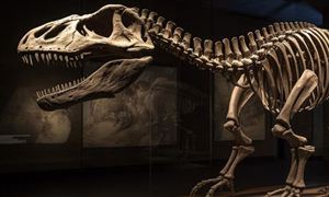 博物馆旅游是一种新兴旅游形式 中国博物馆旅游行业开发模式研究