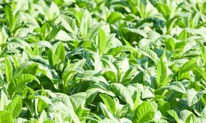 产业共融粮烟协同发展模式 绘就一片稻香一片烟 黄金穗儿黄金叶的乡村振兴美景