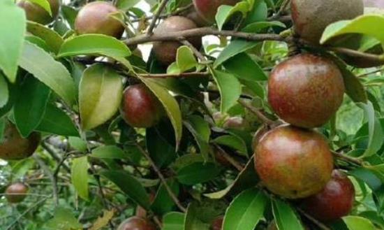 湖南茶油产业发展分析 2023年山茶油市场发展现状前景