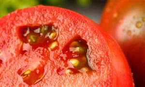 西红柿价格猛涨7倍 番茄行业市场发展前景投资分析