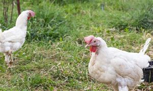 肉禽行业市场现状分析 禽肉预制菜产业势头迅猛