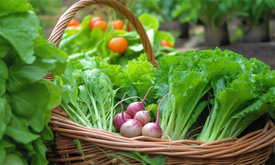 全国蔬菜在田面积超1亿亩 蔬菜种植行业市场发展前景分析