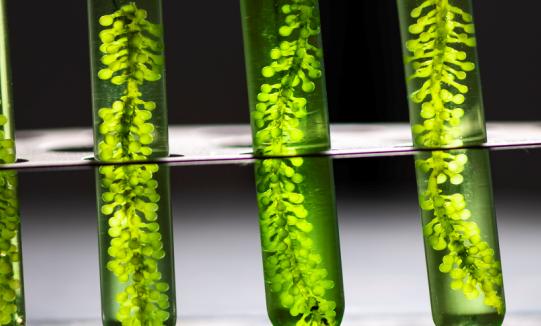 中国生物燃料政策持续加码 微藻生物燃料行业发展现状分析2023