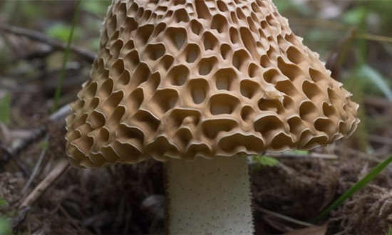 航天育种应用于农业生产 培育出稳产丰产羊肚菌品种