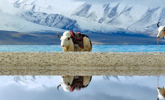 2023年中国牦牛产值有望突破600亿元 中国牦牛行业市场发展现状2023