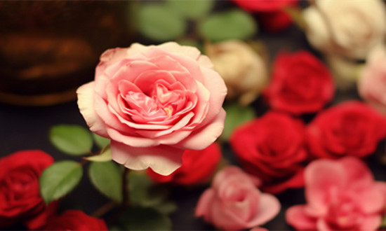 玫瑰花行业市场消费现状 玫瑰花行业发展前景分析