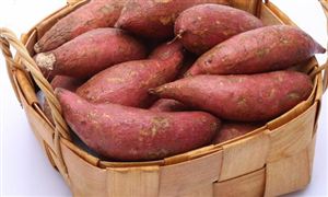 利好政策大力推动红薯行业高质量发展 中国红薯食品行业发展现状分析2023