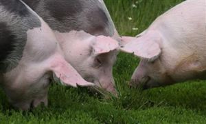 2023生猪养殖市场分析 2季度末全国能繁母猪存栏为4296万头