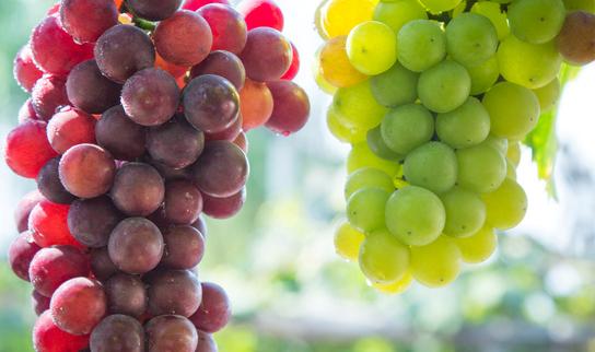 我国葡萄产量十分乐观 中国葡萄深加工行业市场发展分析2023