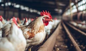 我国自主培育 白羽肉鸡品种加快走向市场 养殖企业面临国际市场的竞争