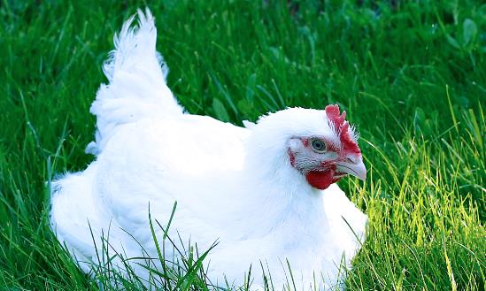 中国肉鸡养殖行业竞争预测 肉鸡养殖行业发展趋势分析