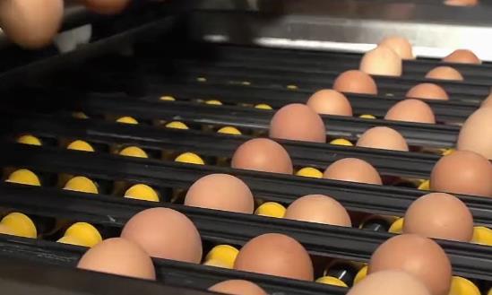 鸡蛋加工行业深度调研及市场投资