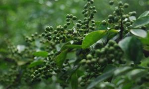 花椒特色产业助力乡村振兴 以产业园区+基地+农户产业园区+企业+合作社模式