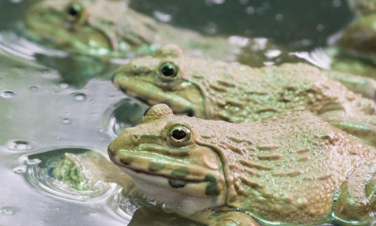 牛蛙养殖市场前景广阔 牛蛙养殖市场分析