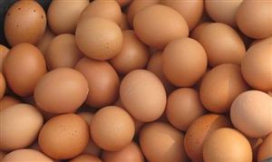 鸡蛋价格继续上涨 鸡蛋行业市场发展前景及投资分析