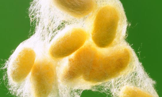 蚕养殖及加工行业现状分析及未来市场需求2023