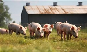 四家生猪养殖企业 被官方约谈 生猪养殖行业市场发展现状分析