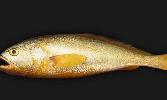 “大黄鱼抱枕”被炒到666元 潮流玩具行业发展前景及市场投资