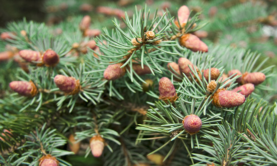 杉木人工林面积达到1.48亿亩 杉木行业市场发展前景研究