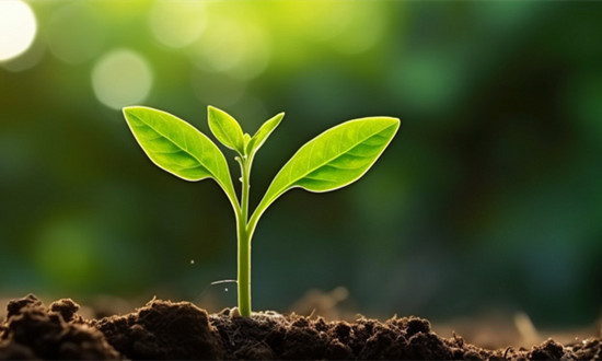 行业分析 2023人造土壤行业市场规模及发展前景