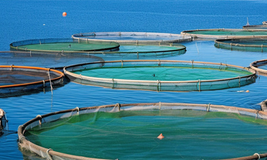 贝类养殖行业发展现状 贝类养殖产业化潜力如何进一步挖掘?