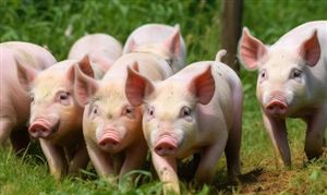 我国生猪产业走向规模化、绿色化、智能化 生猪养殖行业发展现状分析2023