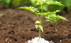 我国复合肥料行业市场潜力巨大 2023中国复合肥料市场深度全景调研分析