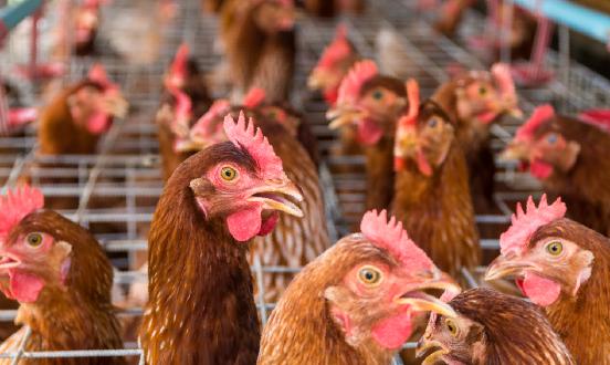 蛋鸡养殖产业深度调研 蛋鸡养殖行业的发展趋势正在逐步走向规模化、集约化