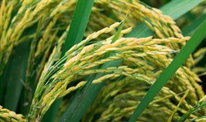 全国晚稻播栽近九成 早稻有望实现丰产丰收 2023年中国水稻种植行业发展现状