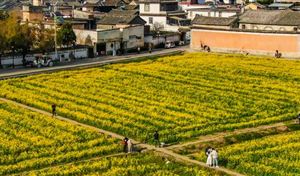 油菜籽价格将继续保持上涨趋势 中国油菜籽行业发展现状分析2023