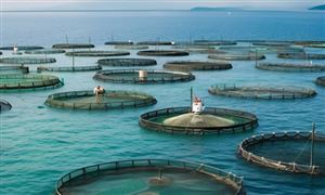 卖场变秀场 直播带货带火锦鲤销售 水产渔业机械化养殖迈上新台阶